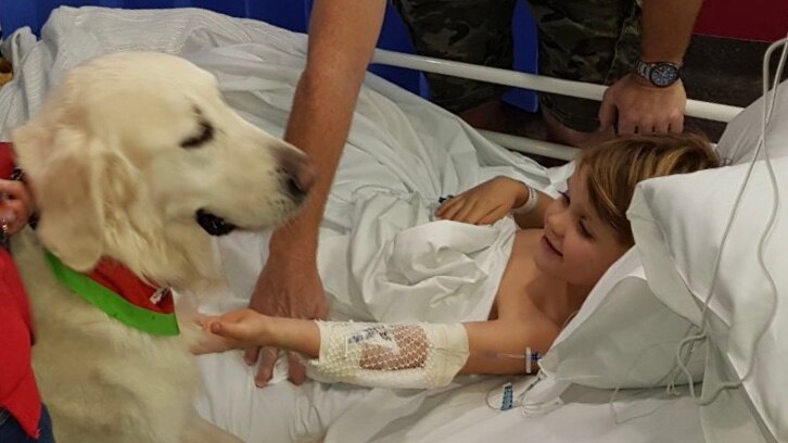A therapy dog greets Jett Burgess in hospital.