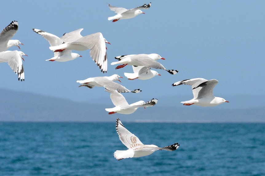 Silver gulls in flight.