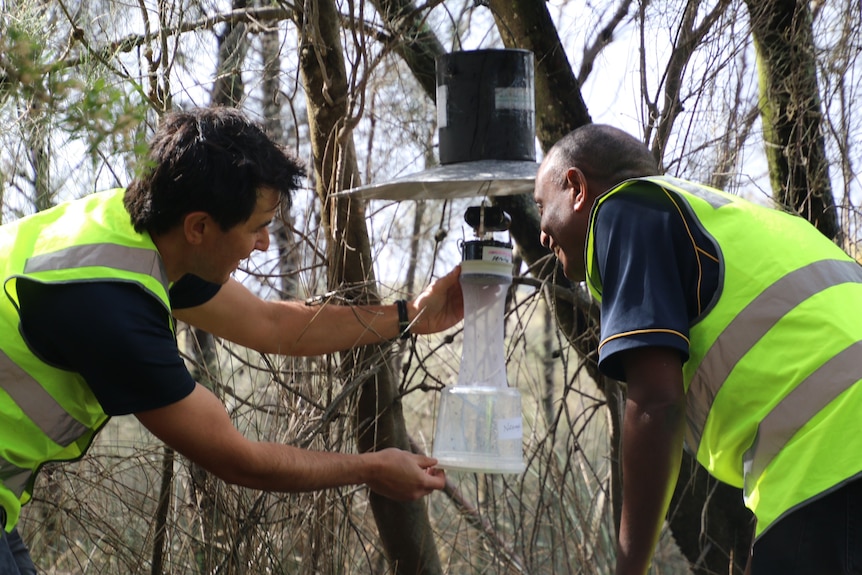 Two men wearing yellow hi-vis look at a plastic box and net trapping mosquitos in woodland