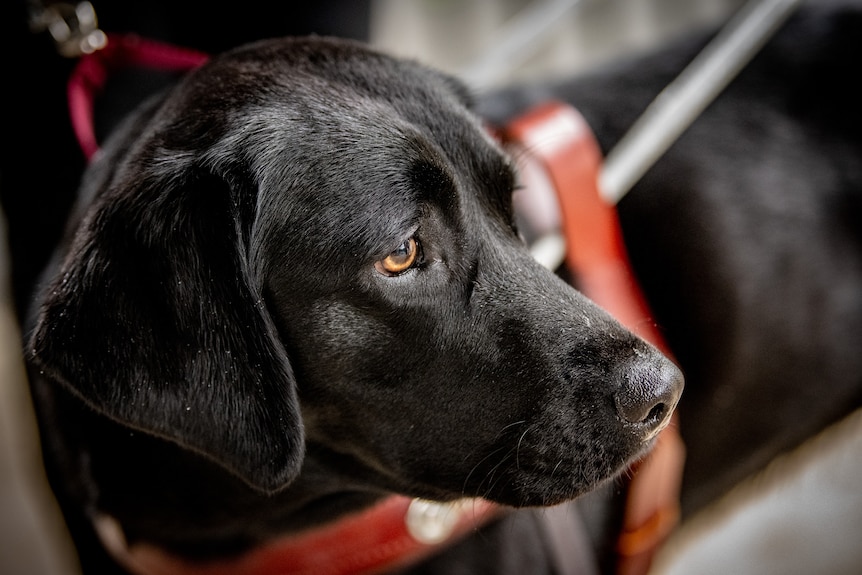 A close up of Ava the black labrador, looking into the distance in deep concentration.