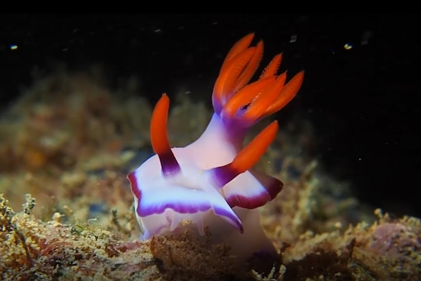 Close up image of a colourful sea slug underwater