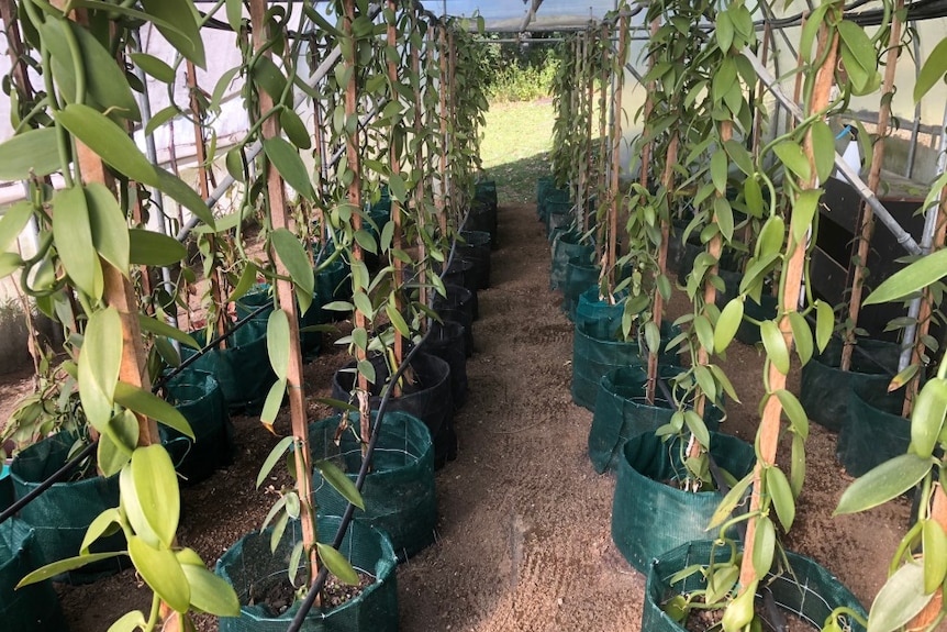 A greenhouse with vines growing up stakes from pots made from wire and shade cloth.