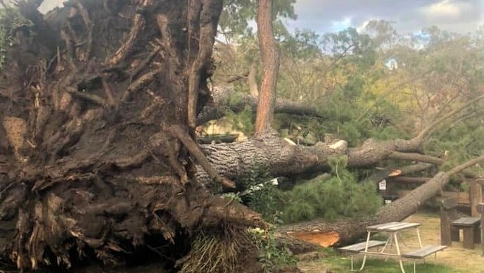 A large pine tree on it's side after being knocked down