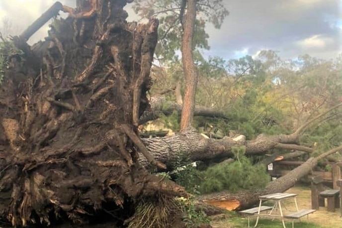 A large pine tree on it's side after being knocked down