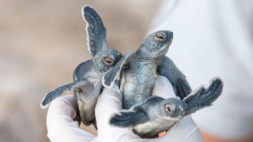 Handful of turtle hatchlings