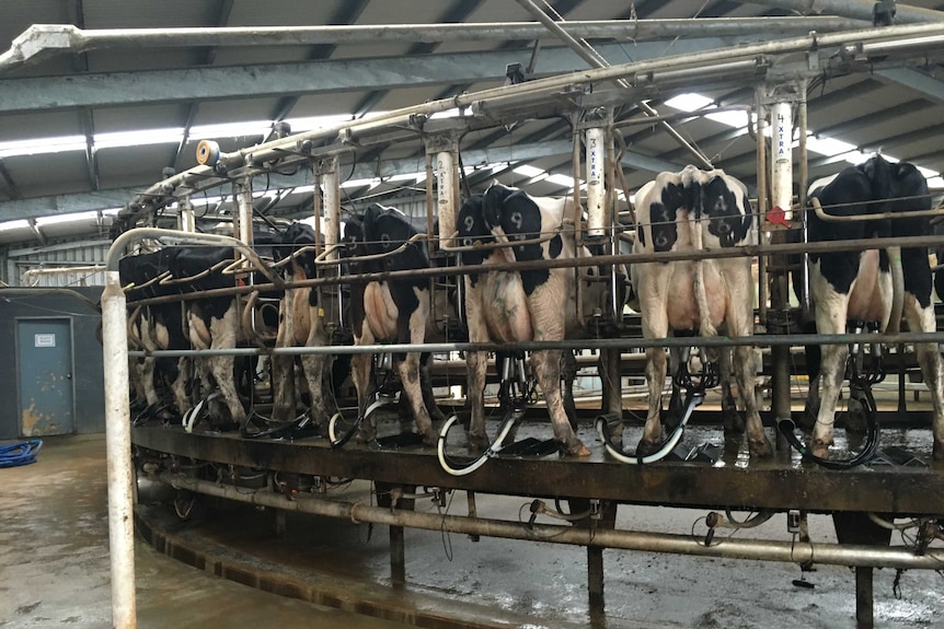 Cows in milking machine