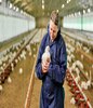 一个穿着工作服的女人在鸡棚里养着一只鸡。