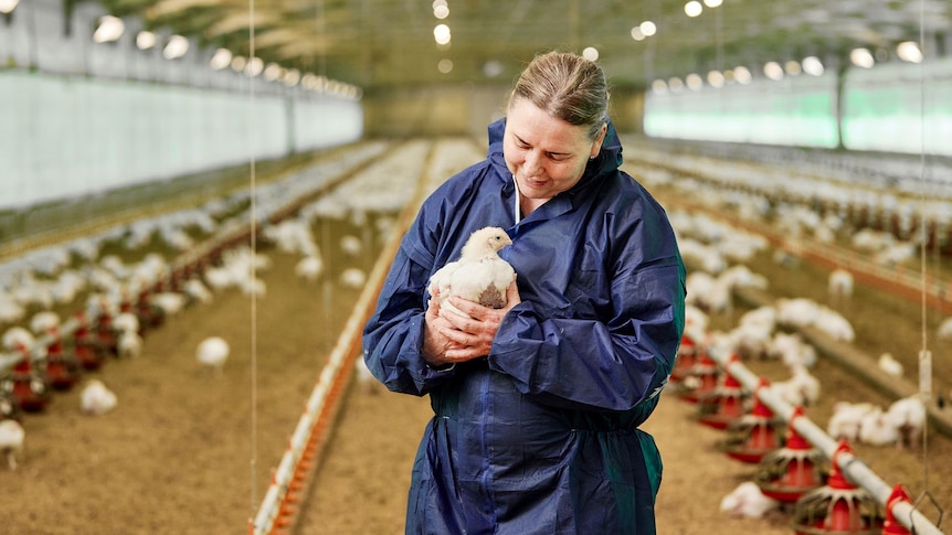 A woman wearing a coverall holds a chicken in a shed.