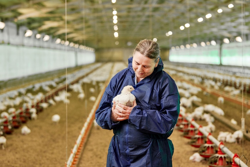 A woman wearing a coverall holds a chicken in a shed.