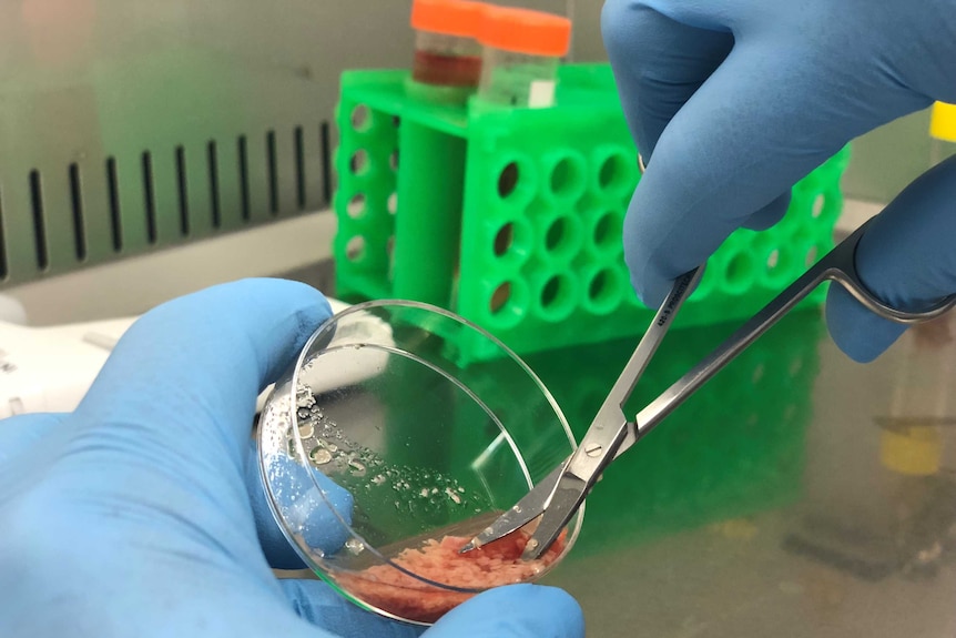 A researcher at Melbourne University cuts up meat.