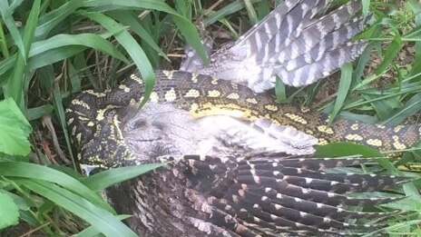 snake eating a bird