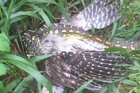 snake eating a bird