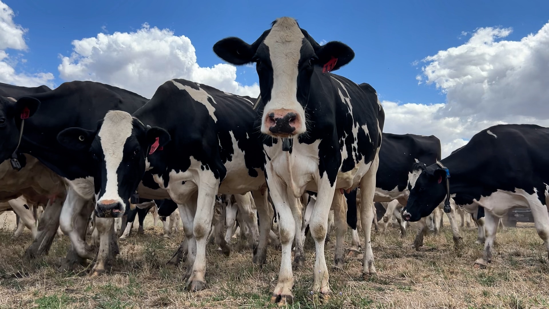 Una vaca lechera mira a la cámara.