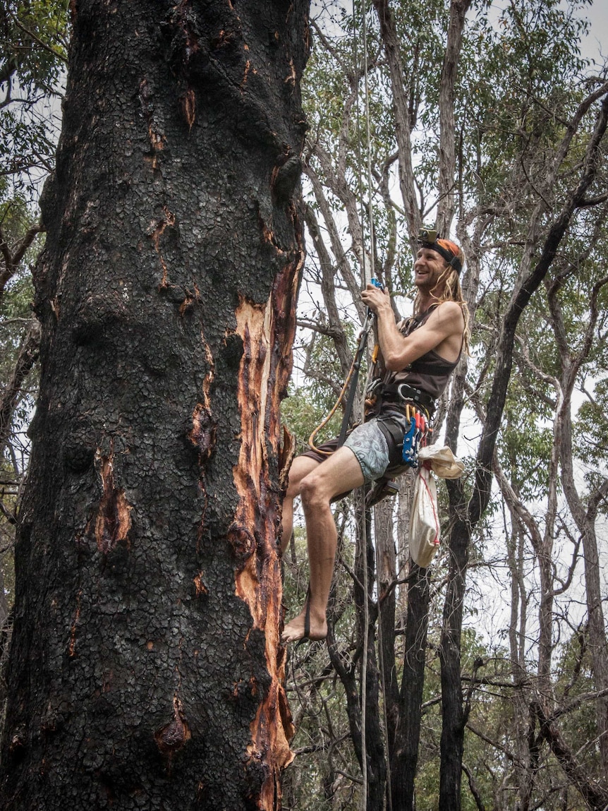 Simon Cherriman begins the 25 metre climb up an ancient Marri tree to check on a hollow, December 4, 2015.jpg