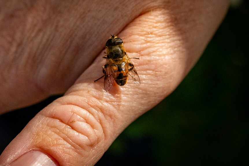 a fly on a hand