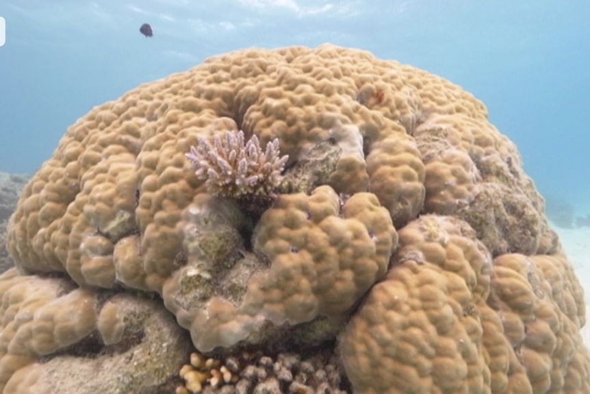 Coral bommies