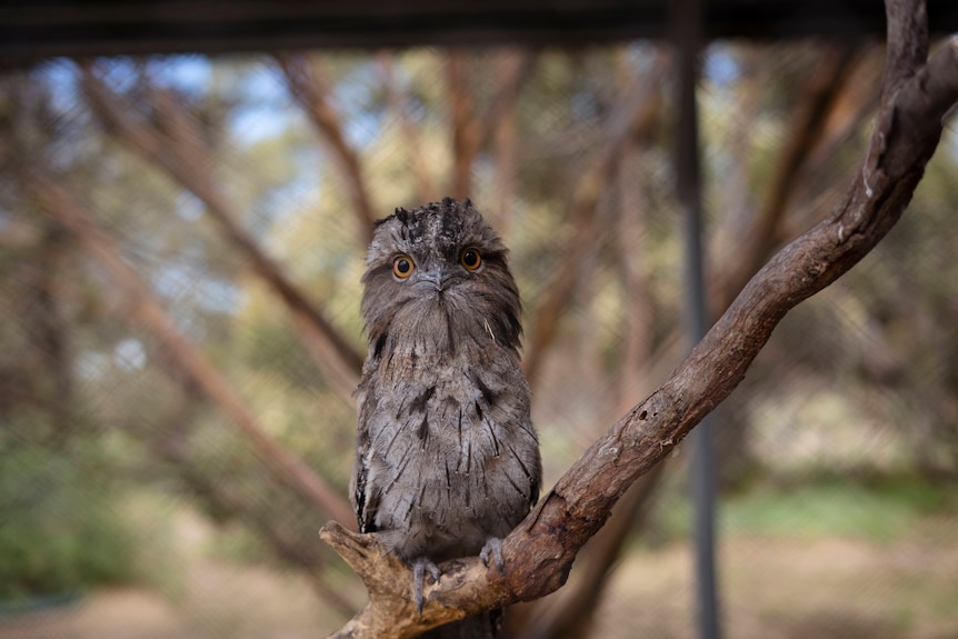 a tawny frogmouth bird sits on a branch