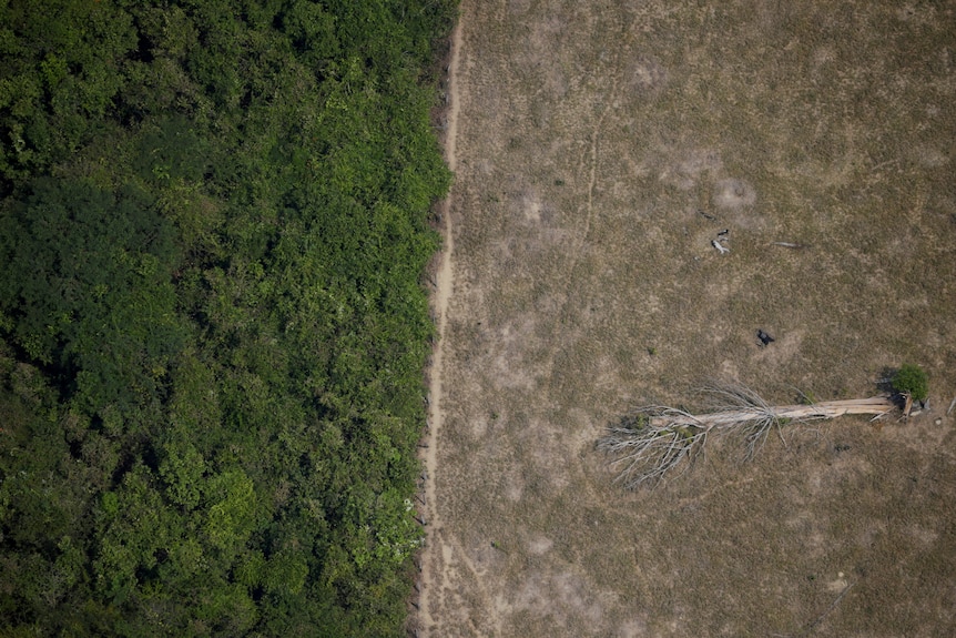 Land clearing in Brazil