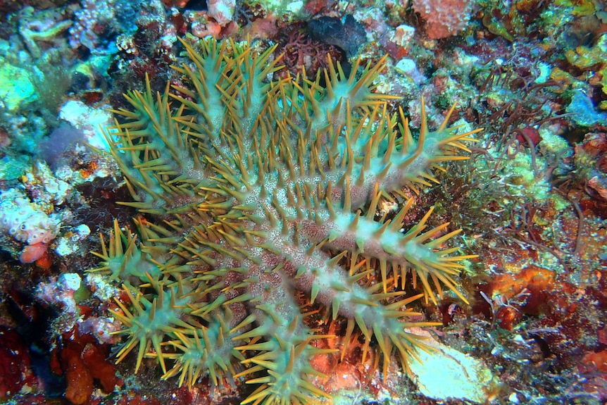 The Crown of Thorns is in plague proportions on the reefs in the Pacific Ocean