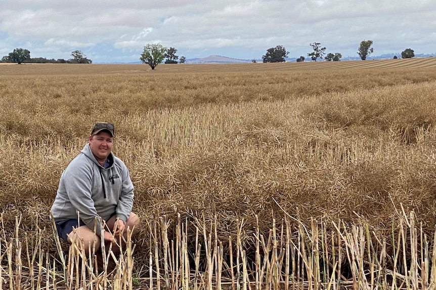 A farmer in a paddock.