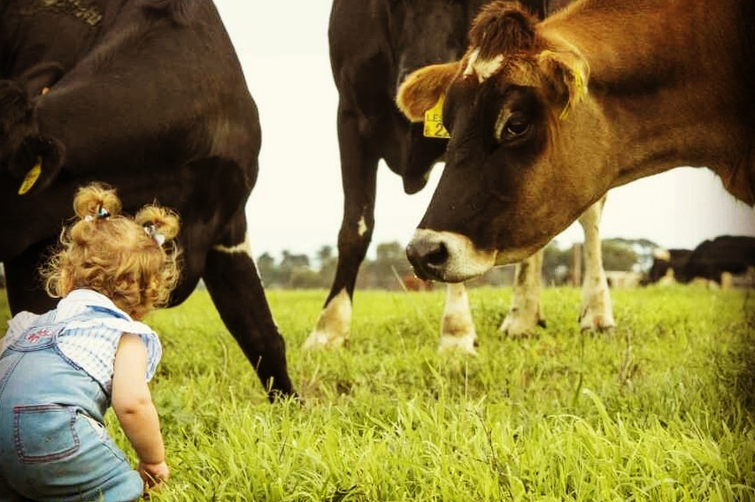 A blonde toddler with curly hair squats in a paddock while four black, brown and white cows watch her.