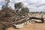 Trees brought down in a major storm have caused damage to Broken Hill's cemetery.
