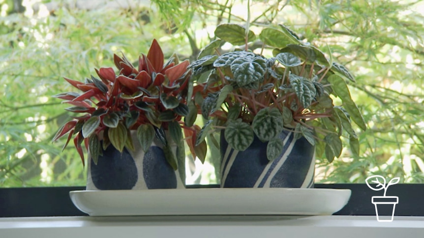 Indoor plants sitting on a window sill