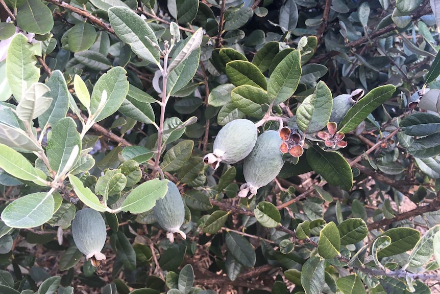 A feijoa fruit hanging on a tree