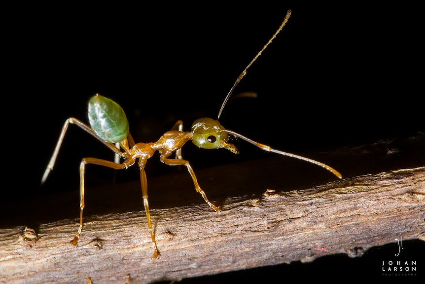 Close up of ant from an Australian rainforest canopy