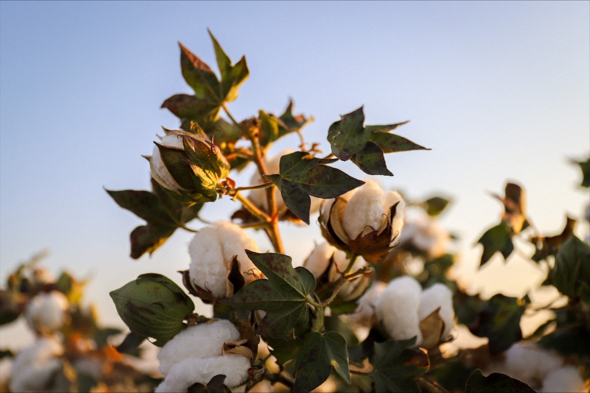 Kununurra land values skyrocket as Australia's biggest farmers set the region in their sights