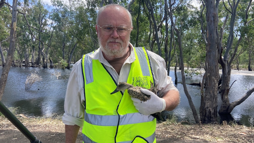 A man in hi-vis vest, with sick duck in one hand