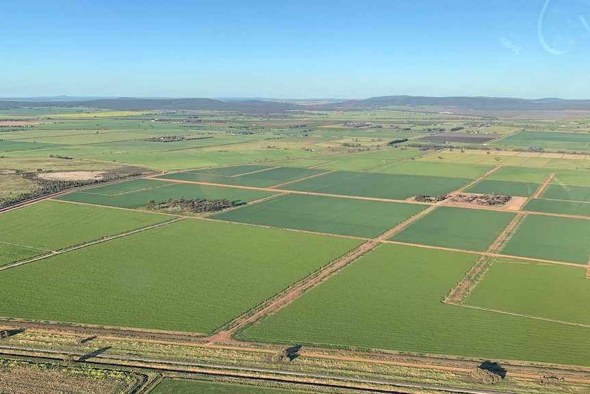 Green paddocks and blue sky.