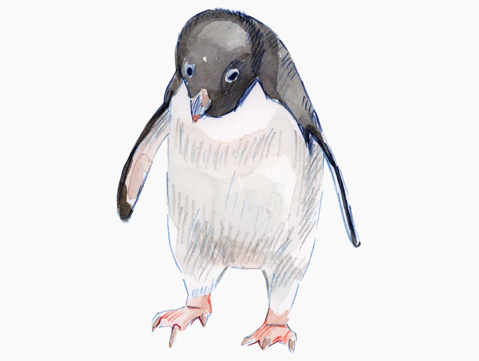 A small penguin.