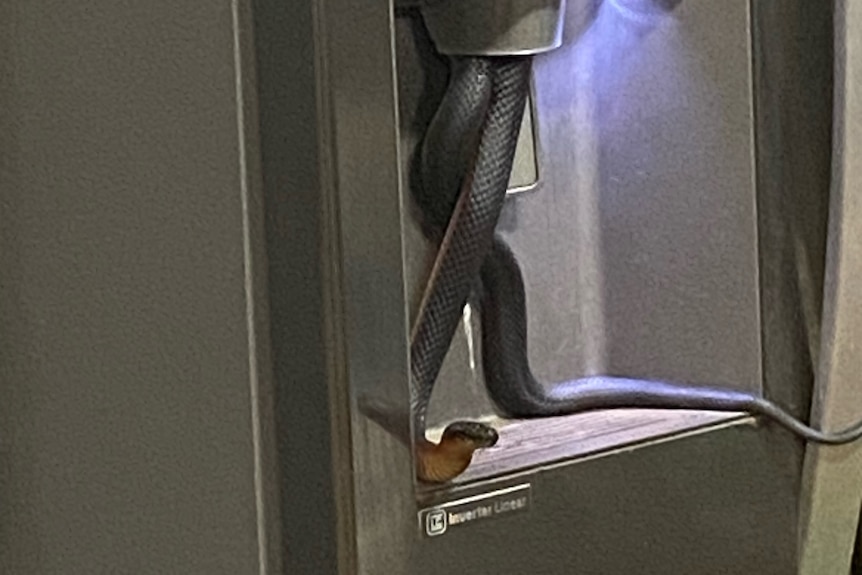 A snake dangles from an ice dispenser on a fridge door.