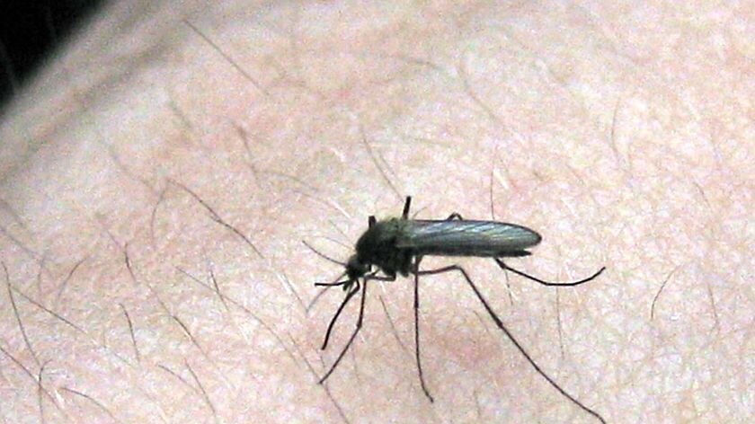 A mosquito sits on a man's arm