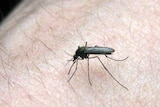 A mosquito sits on a man's arm