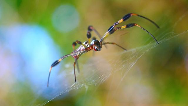 Spectacular spiders and their stunning silks - ABC Education
