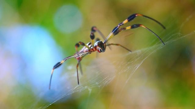 Garden spider sits in web