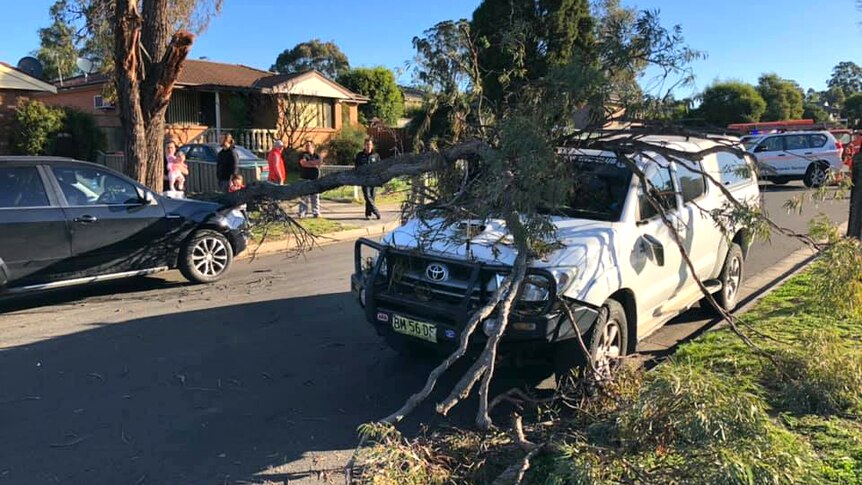 A fallen tree lies over over a four-wheel drive parked in a road.