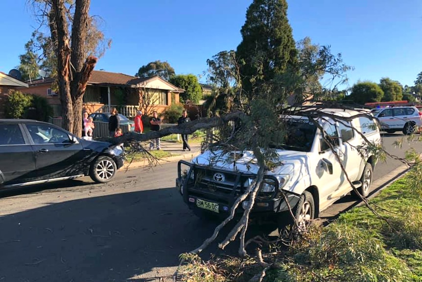 A fallen tree lies over over a four-wheel drive parked in a road.