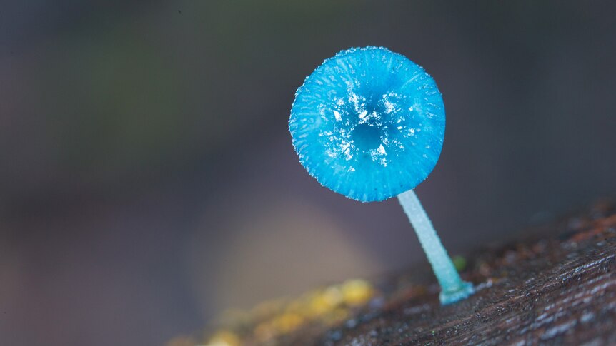 Blue Tasmanian fungi
