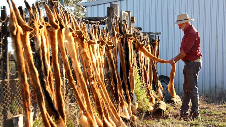 Don Sallway adds a wild dog scalp to others hanging from a fence.
