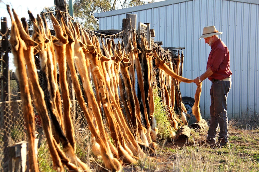 Don Sallway adds a wild dog scalp to others hanging from a fence.
