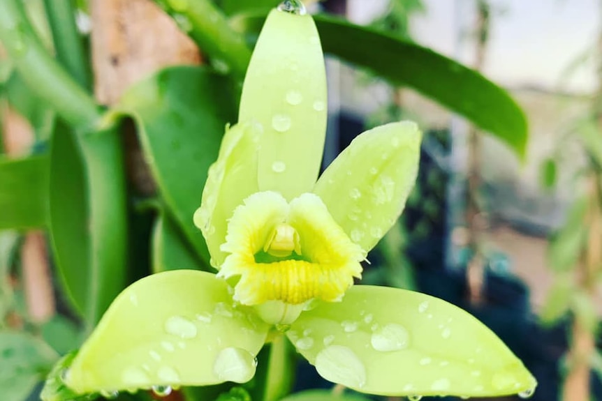 A pretty gold orchid flower on a vanilla vine glistening with water drops.