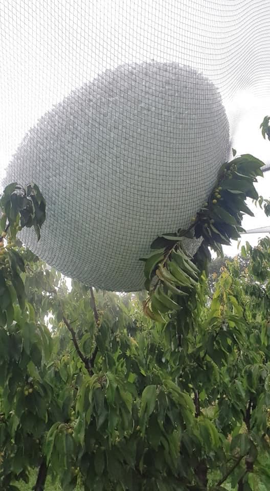 Net in fruit trees that are bulky and heavier from hail.