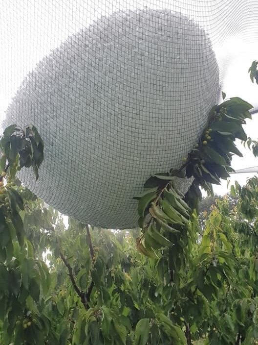 Net in fruit trees that are bulky and heavier from hail.