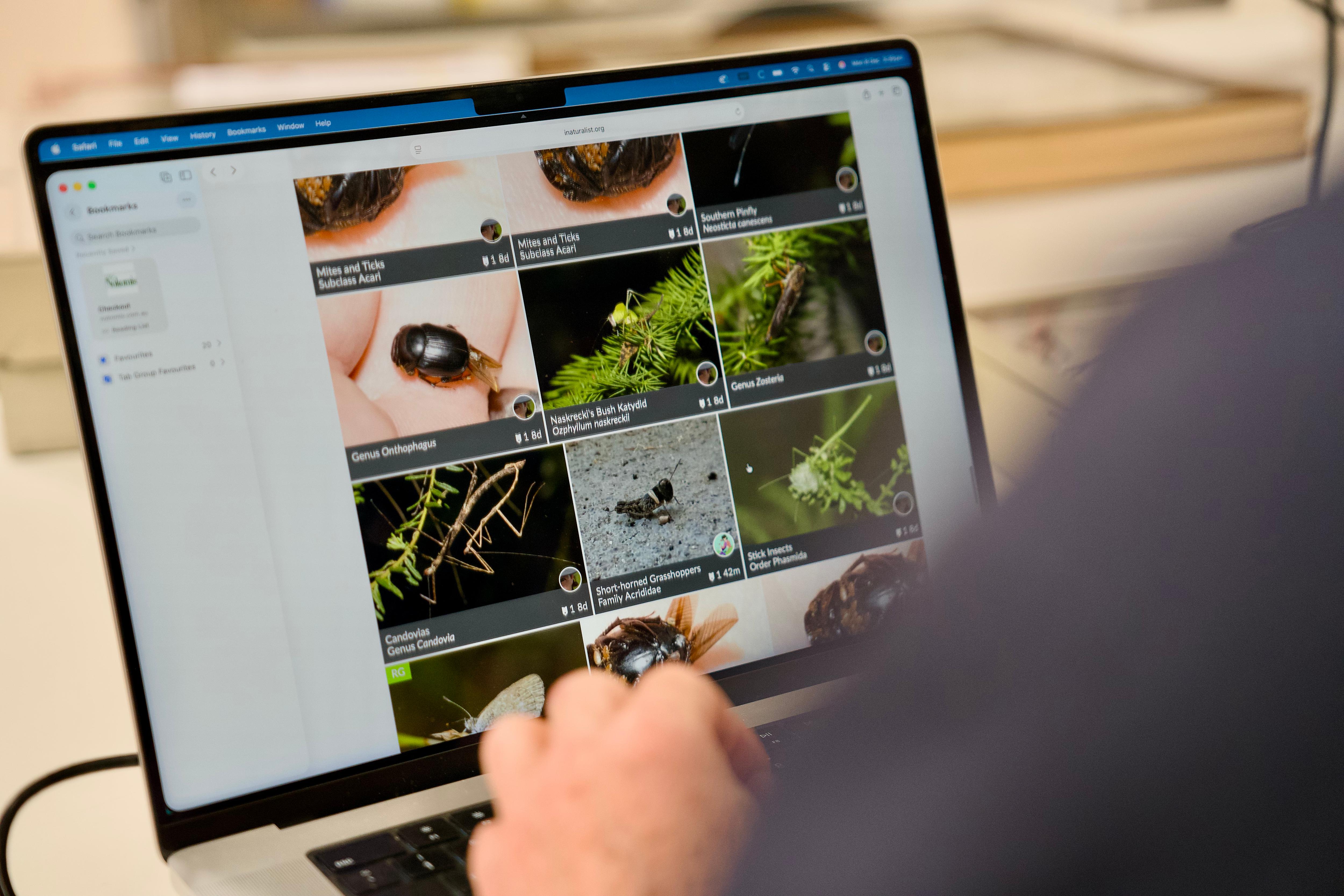 Uma tela de computador com diversas fotografias de insetos.