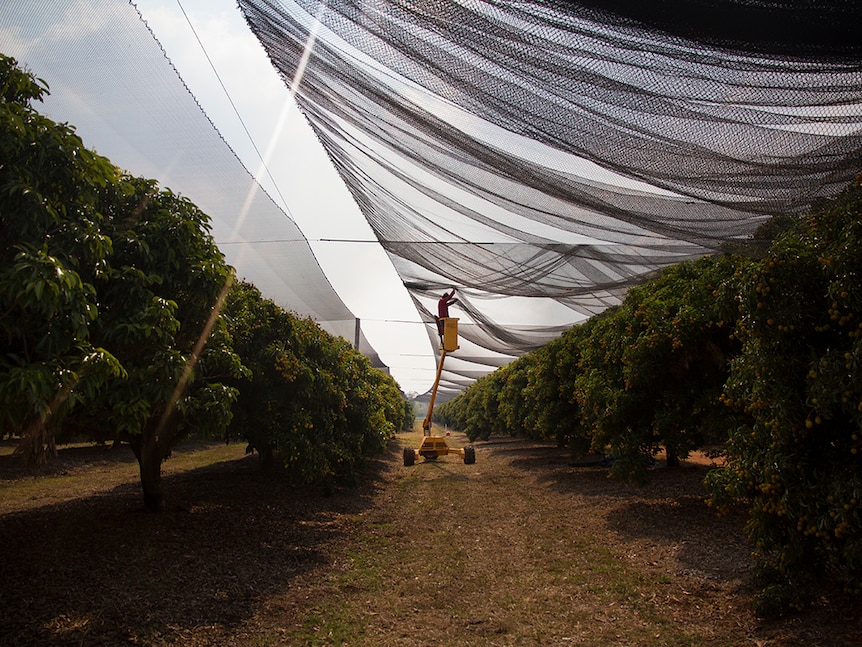 Looking down a row of lychee trees in an orchard with a man standing on a machine high up, stretching out net.