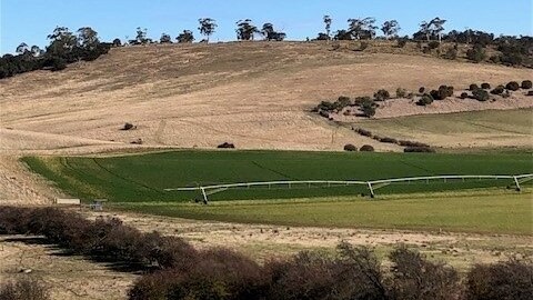 An irrigated paddock in southern Tasmania next to a very dry paddock which is not irrigated