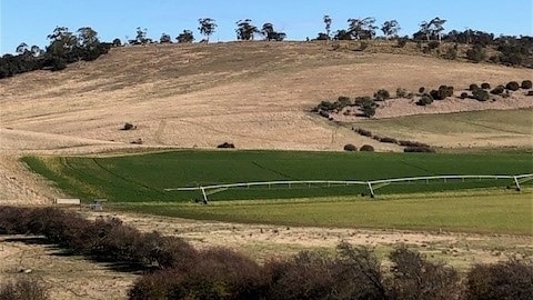 An irrigated paddock in southern Tasmania next to a very dry paddock which is not irrigated